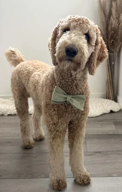 Show Me Your Mumu Josh Bow Tie