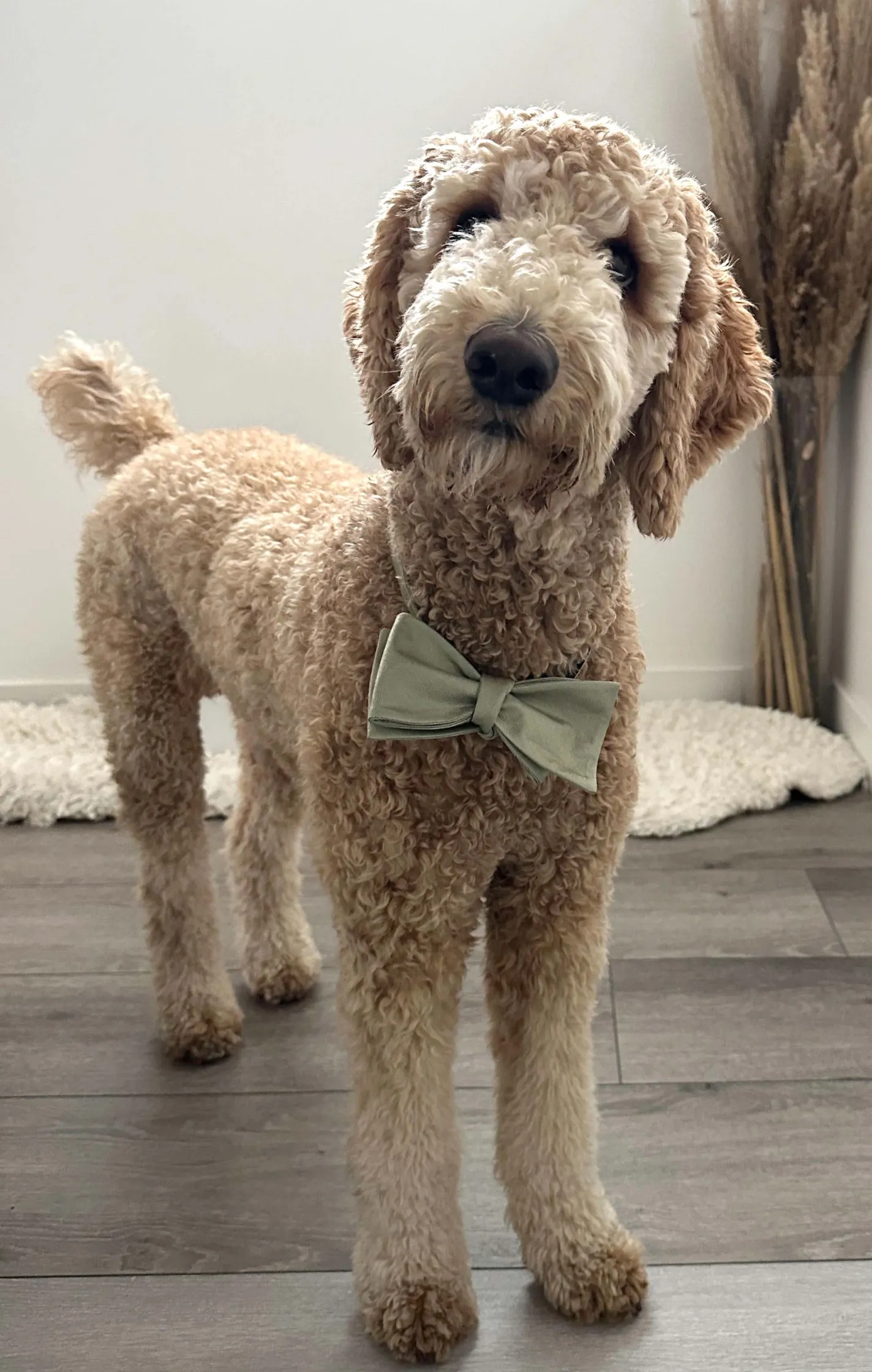 Show Me Your Mumu Josh Bow Tie